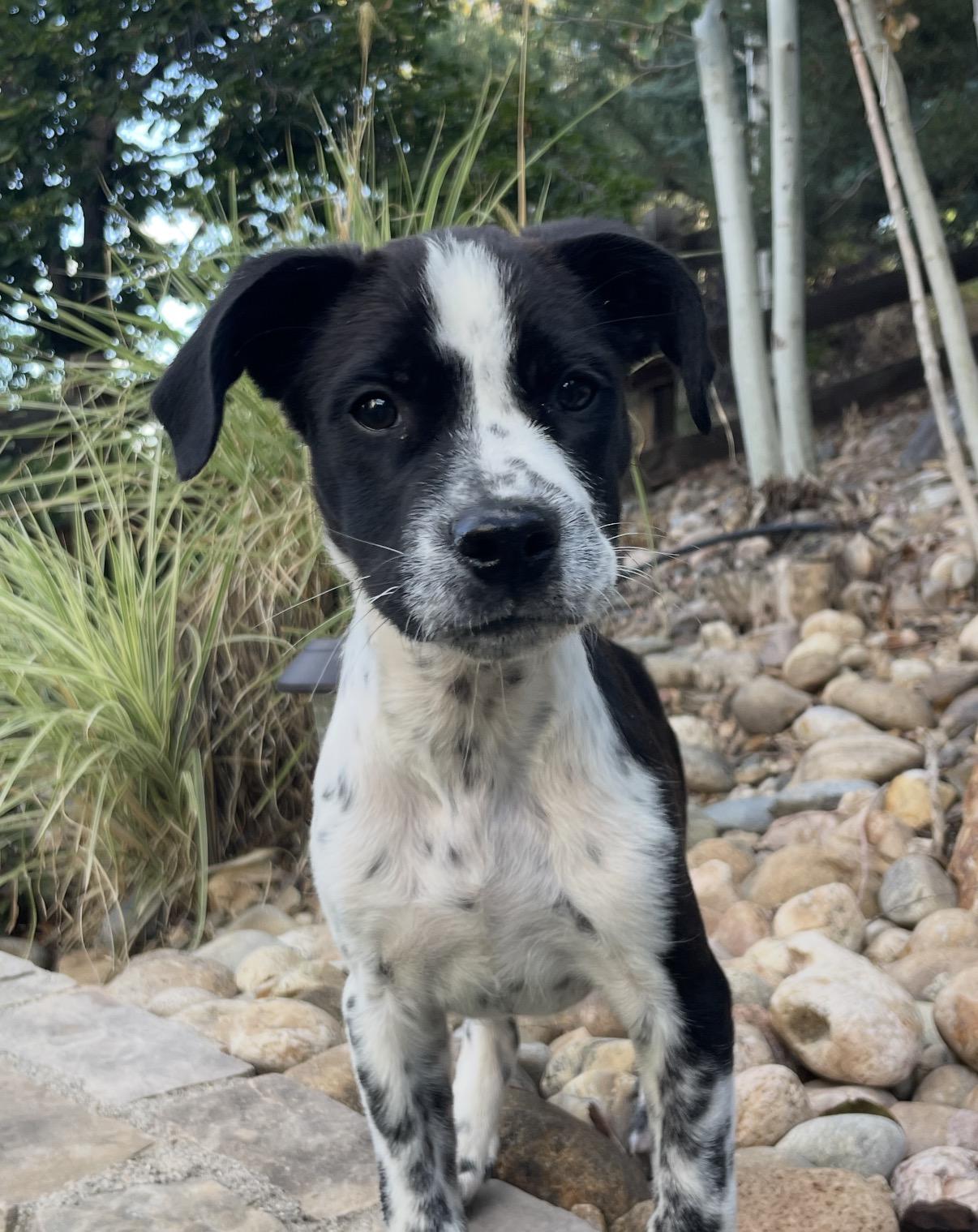 Knix, Adopted, Puppy Male Collie & Australian Cattle Dog / Blue Heeler.