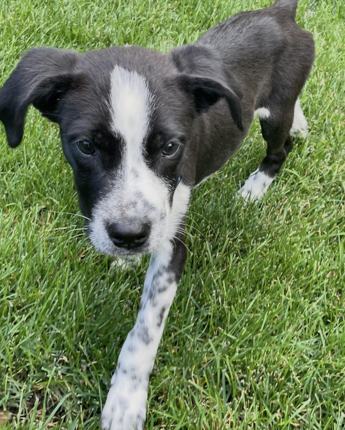 Enlarge Knix, a Adopted mixed breed in Littleton, CO image 2/2