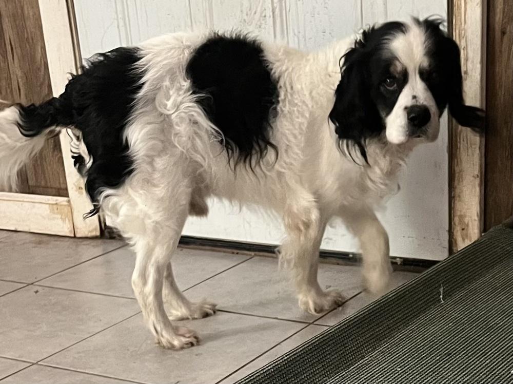 Oreo, Adoptable, Senior Male Cocker Spaniel.