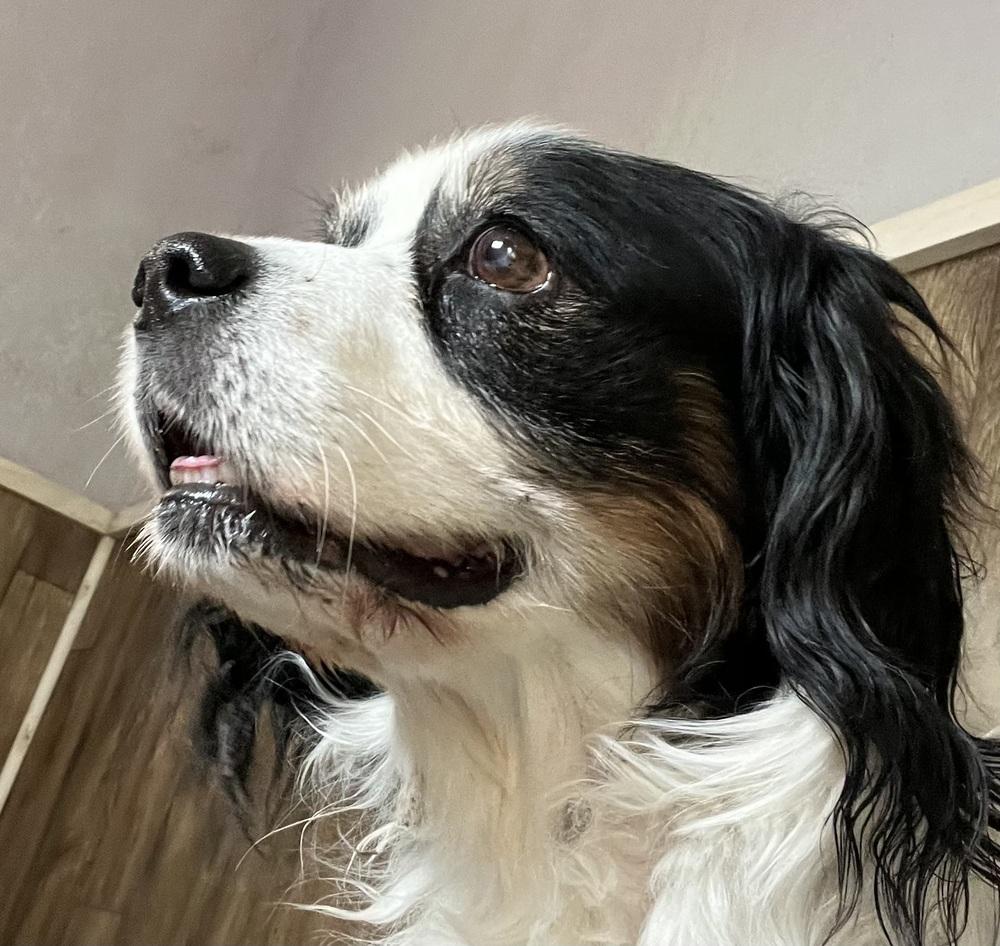 Oreo, a Adoptable mixed breed in Jamestown, CA image 2/6