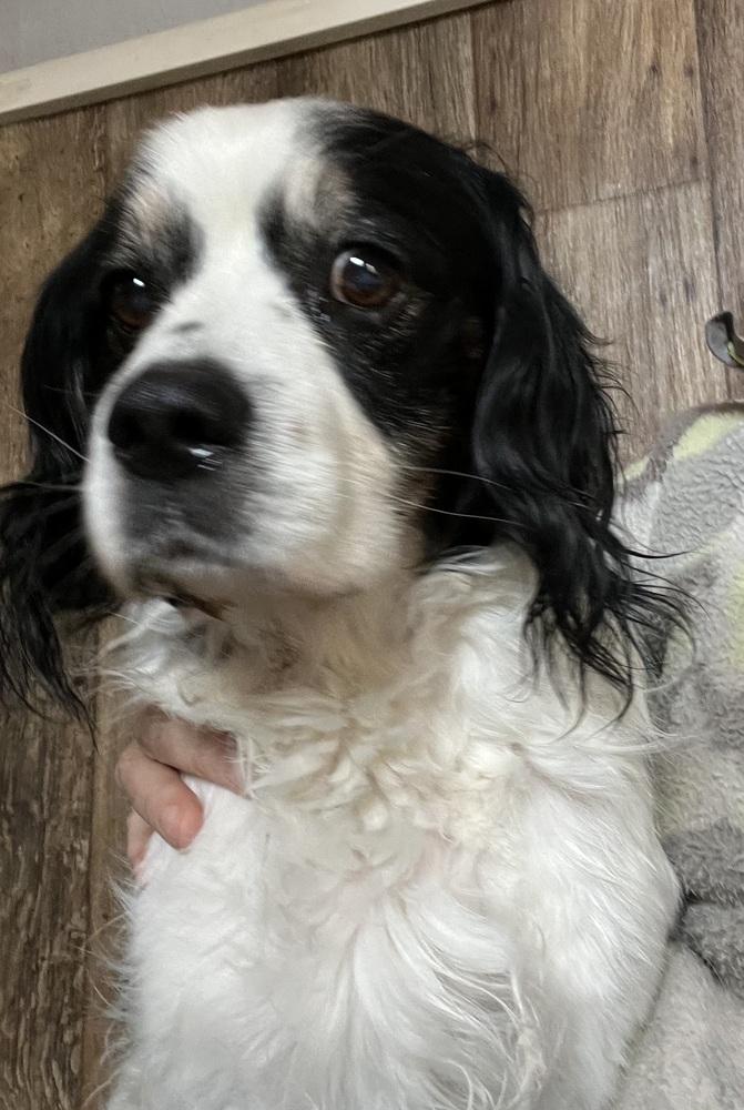 Oreo, a Adoptable mixed breed in Jamestown, CA image 4/6