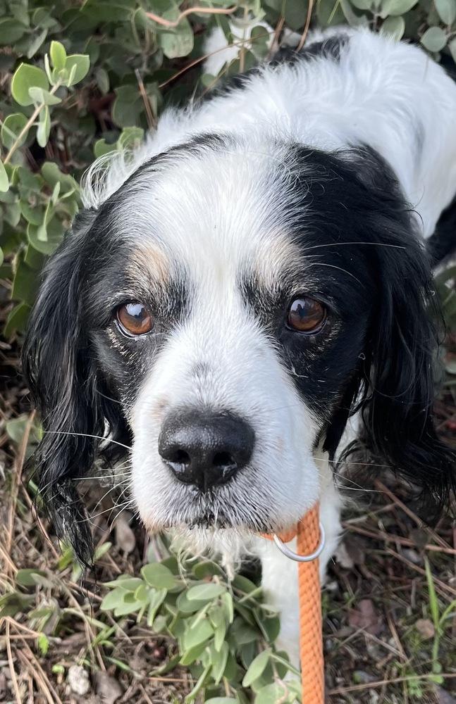 Oreo, a Adoptable mixed breed in Jamestown, CA image 5/6