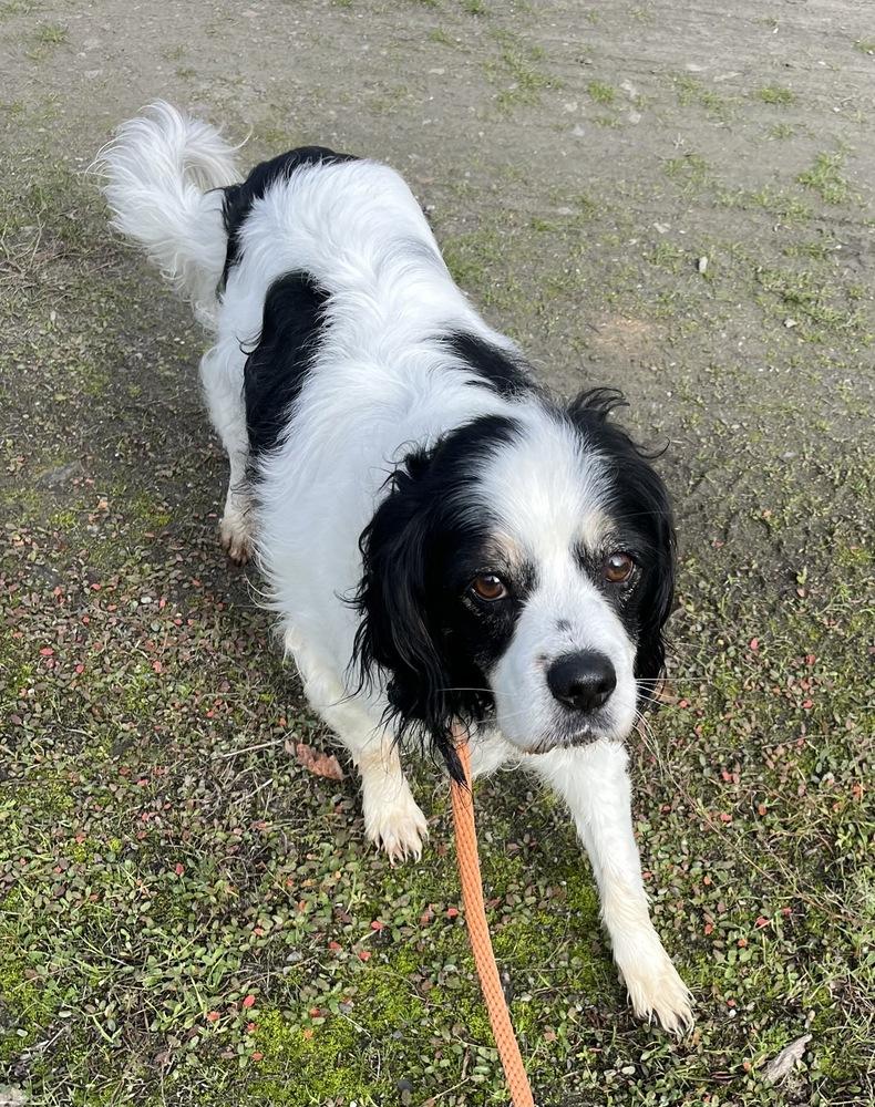 Oreo, a Adoptable mixed breed in Jamestown, CA image 6/6