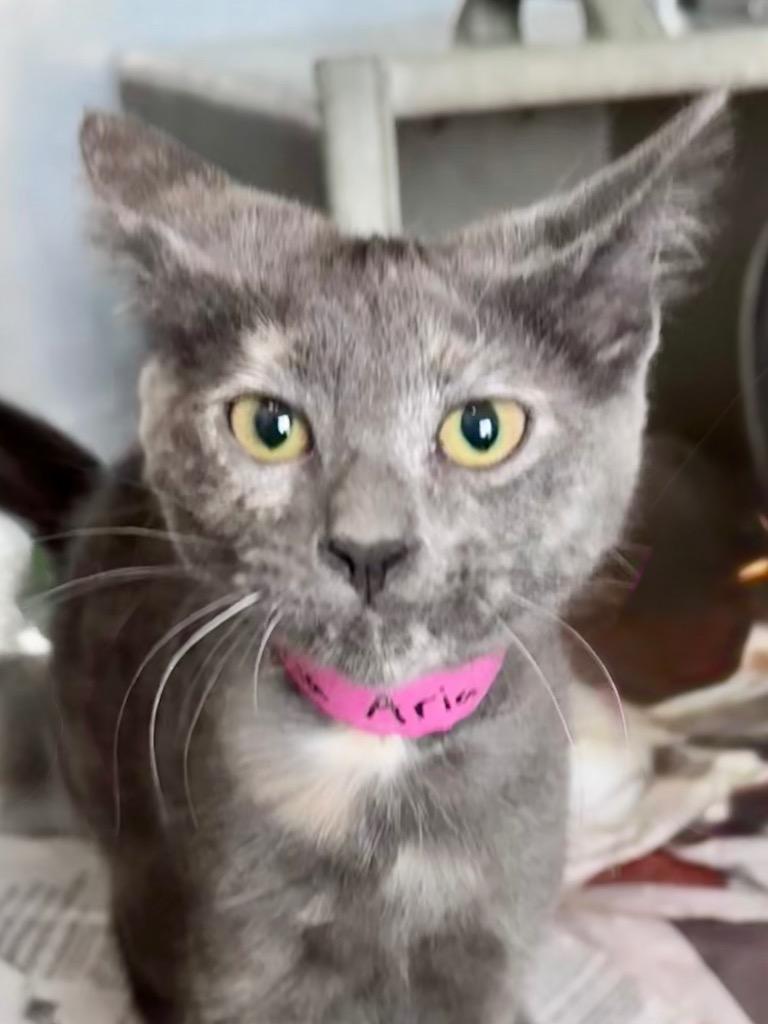 Aria, Adoptable, Kitten Female Dilute Tortoiseshell.