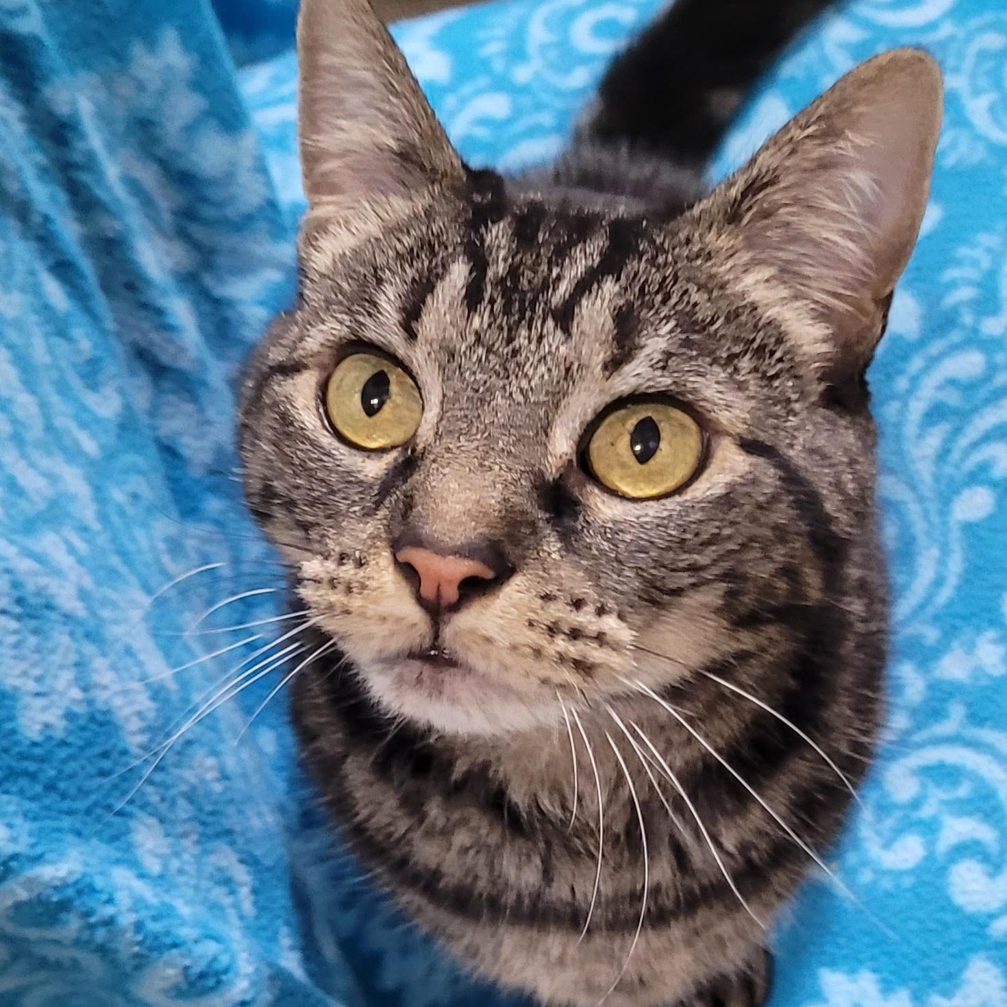 Enlarge Xena, a Adoptable Domestic Short Hair in Eugene, OR image 2/4