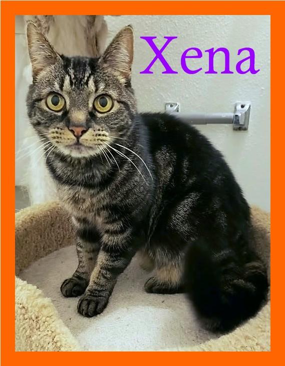 Enlarge Xena, a Adoptable Domestic Short Hair in Eugene, OR image 1/2