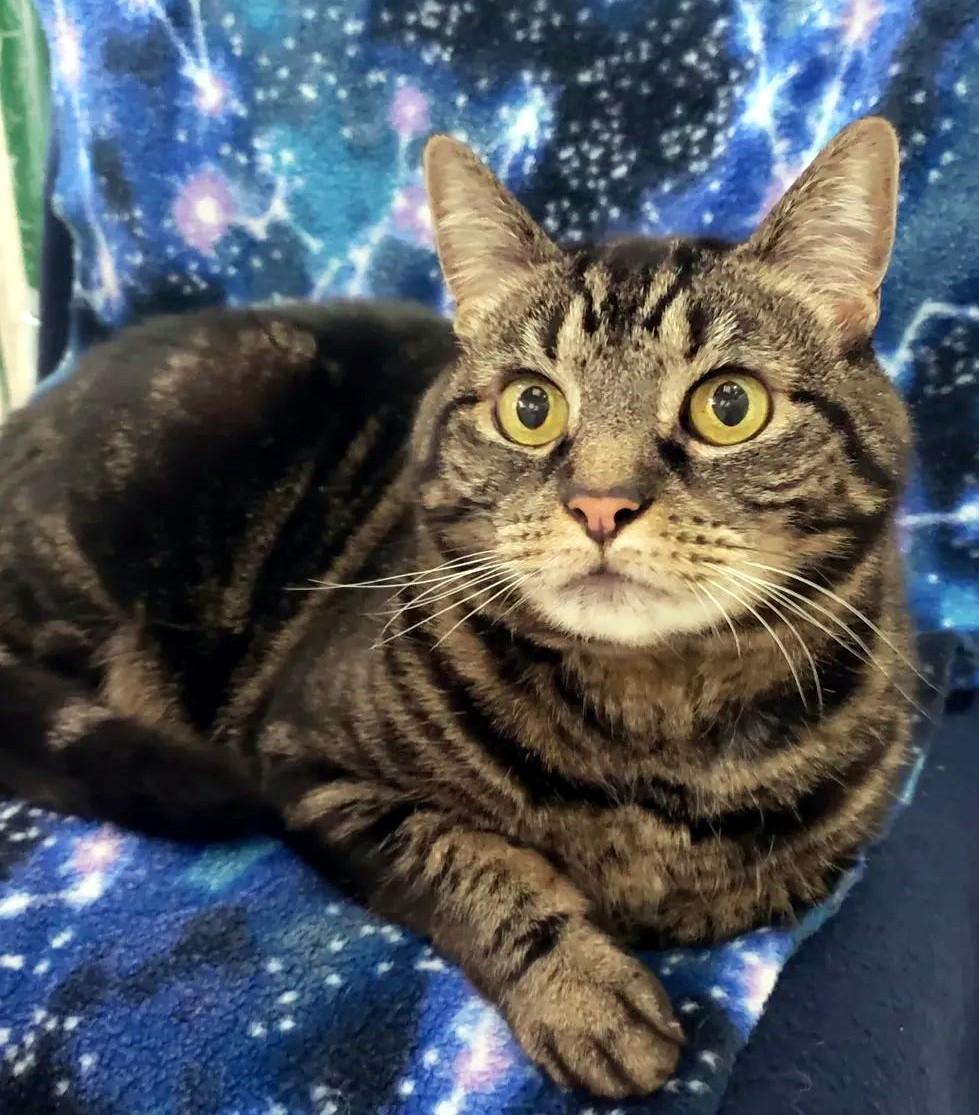 Enlarge Xena, a Adoptable Domestic Short Hair in Eugene, OR image 1/4
