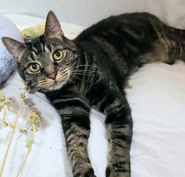 Enlarge Xena, a Adoptable Domestic Short Hair in Eugene, OR image 2/2