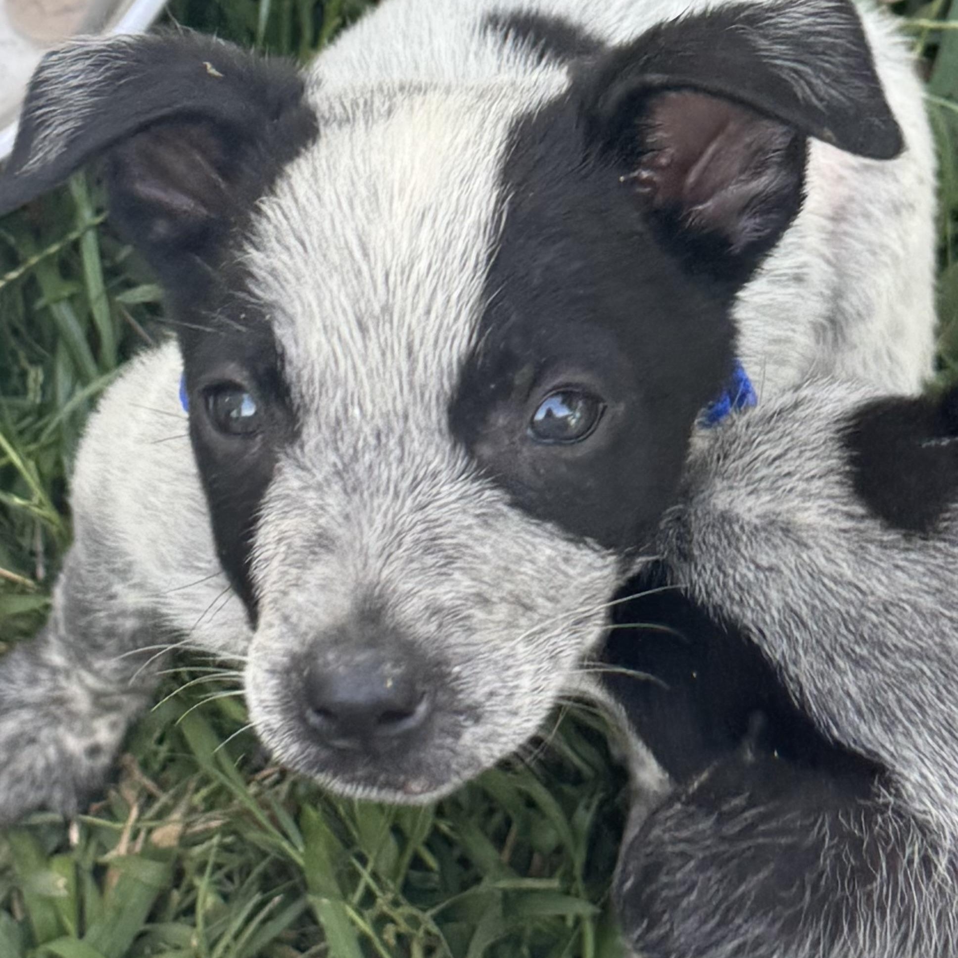 Scout