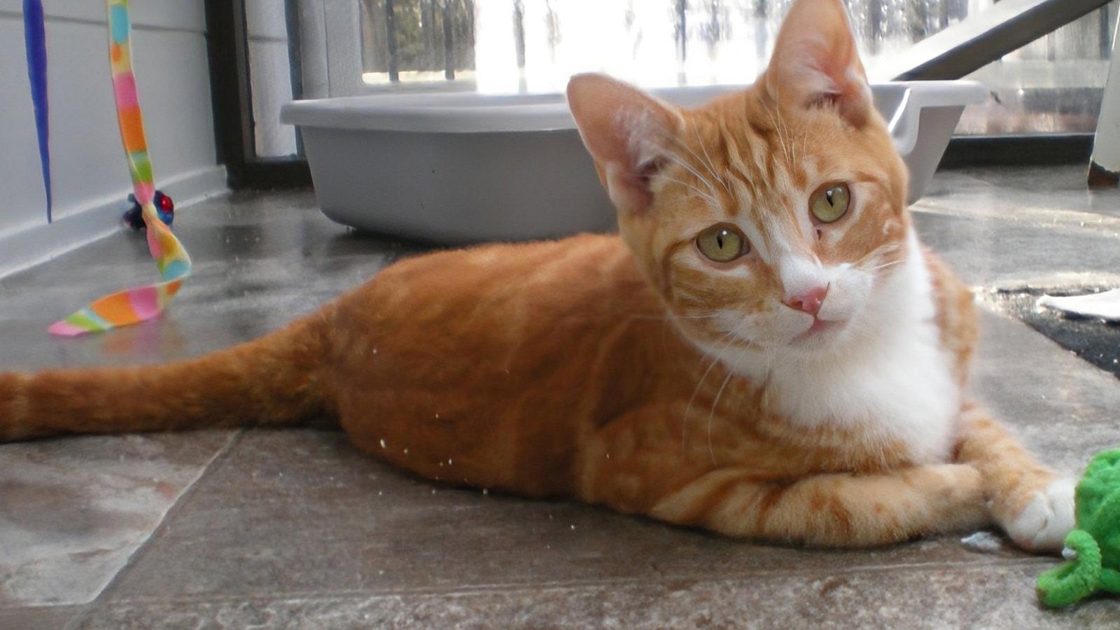 Kevin, Adopted, Young Male Domestic Short Hair.