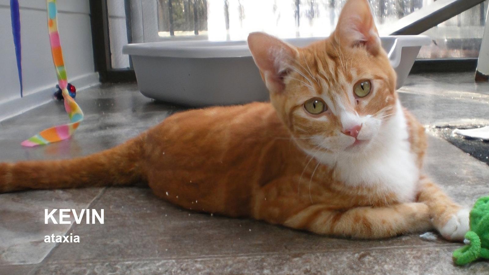 Enlarge Kevin, a Adopted Domestic Short Hair in Santa Rosa, CA image 2/3