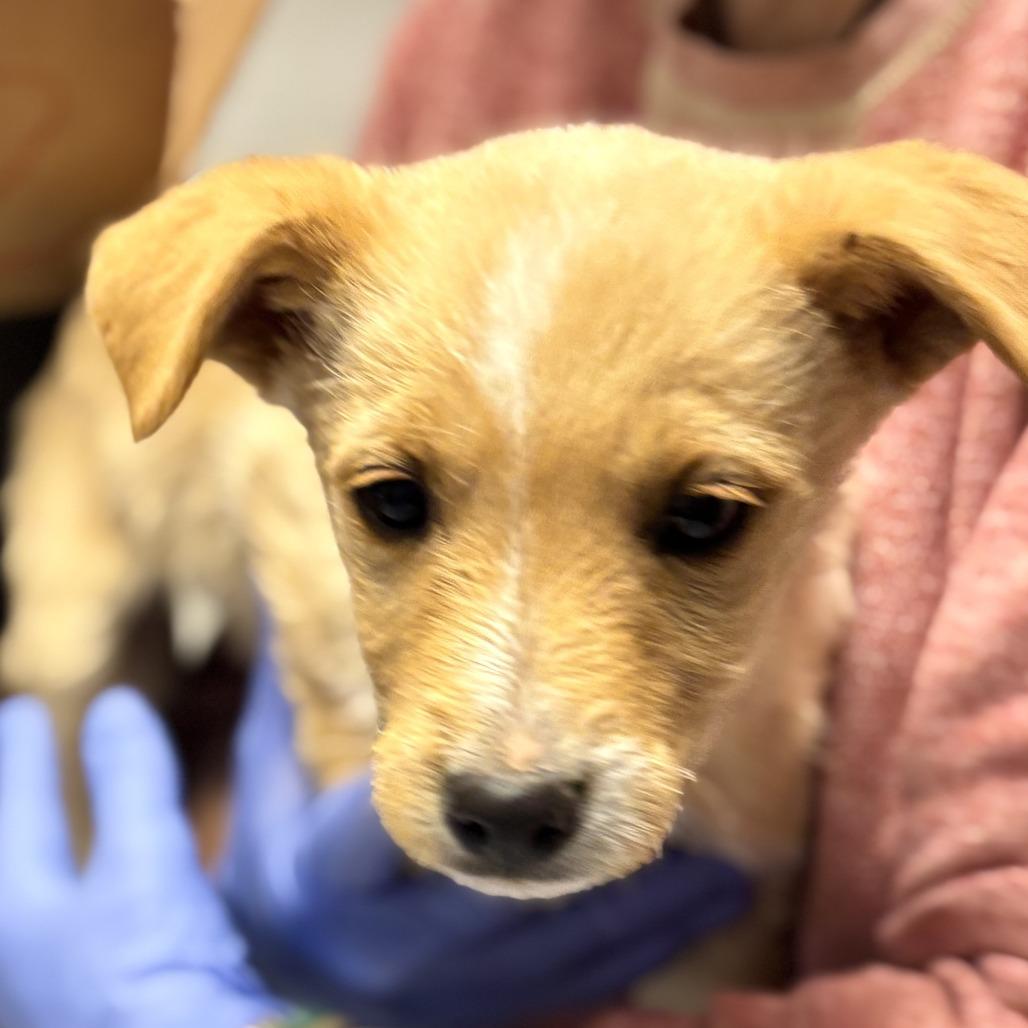 Ficas, Adoptable, Puppy Male Terrier.