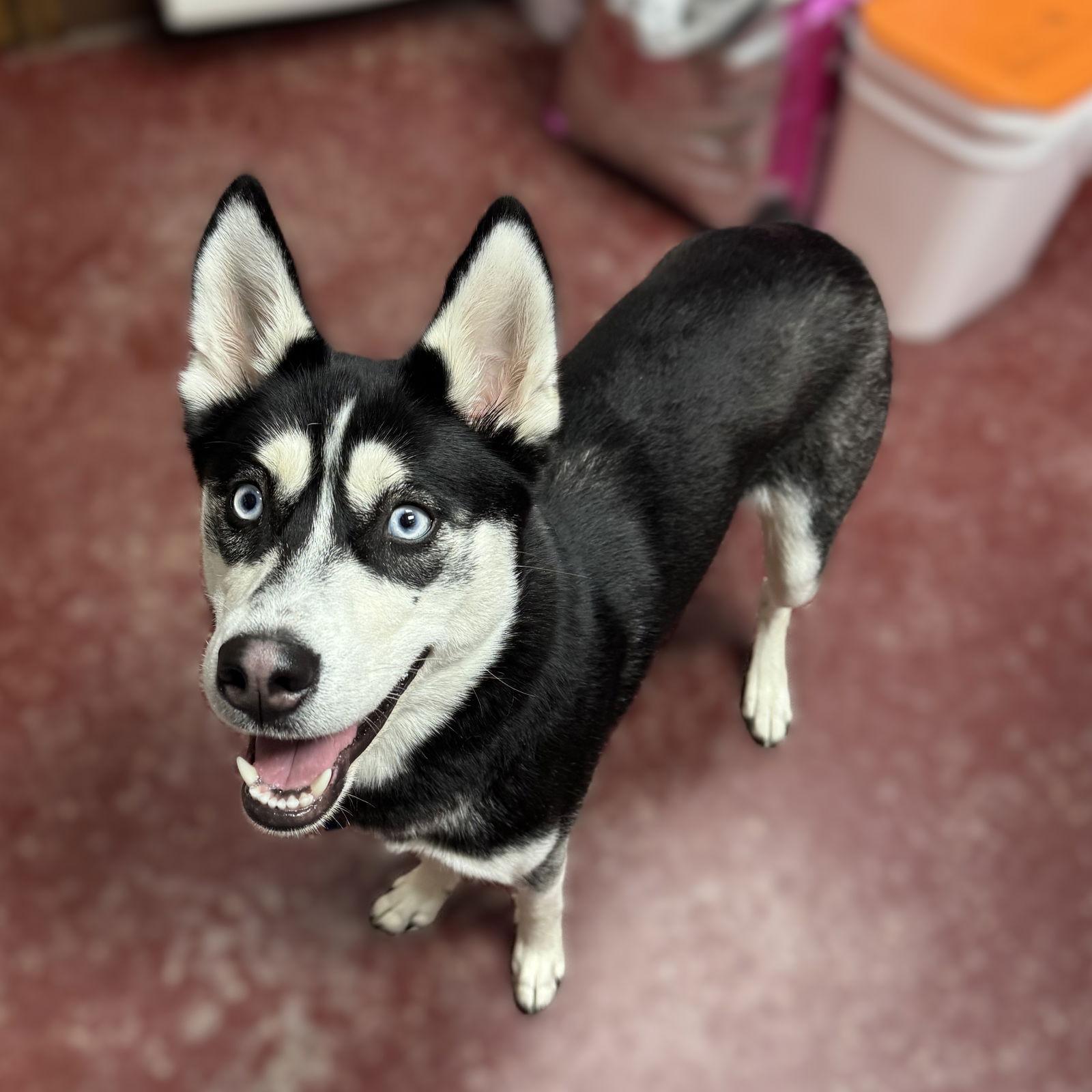 Aurelia, a Adoptable Husky in Fargo, ND image 3/3