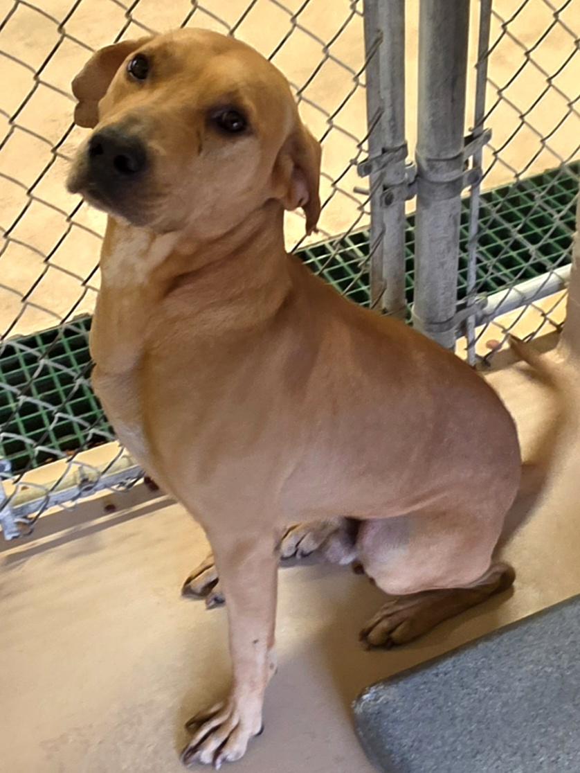 Duke, Adoptable, Adult Male Labrador Retriever.