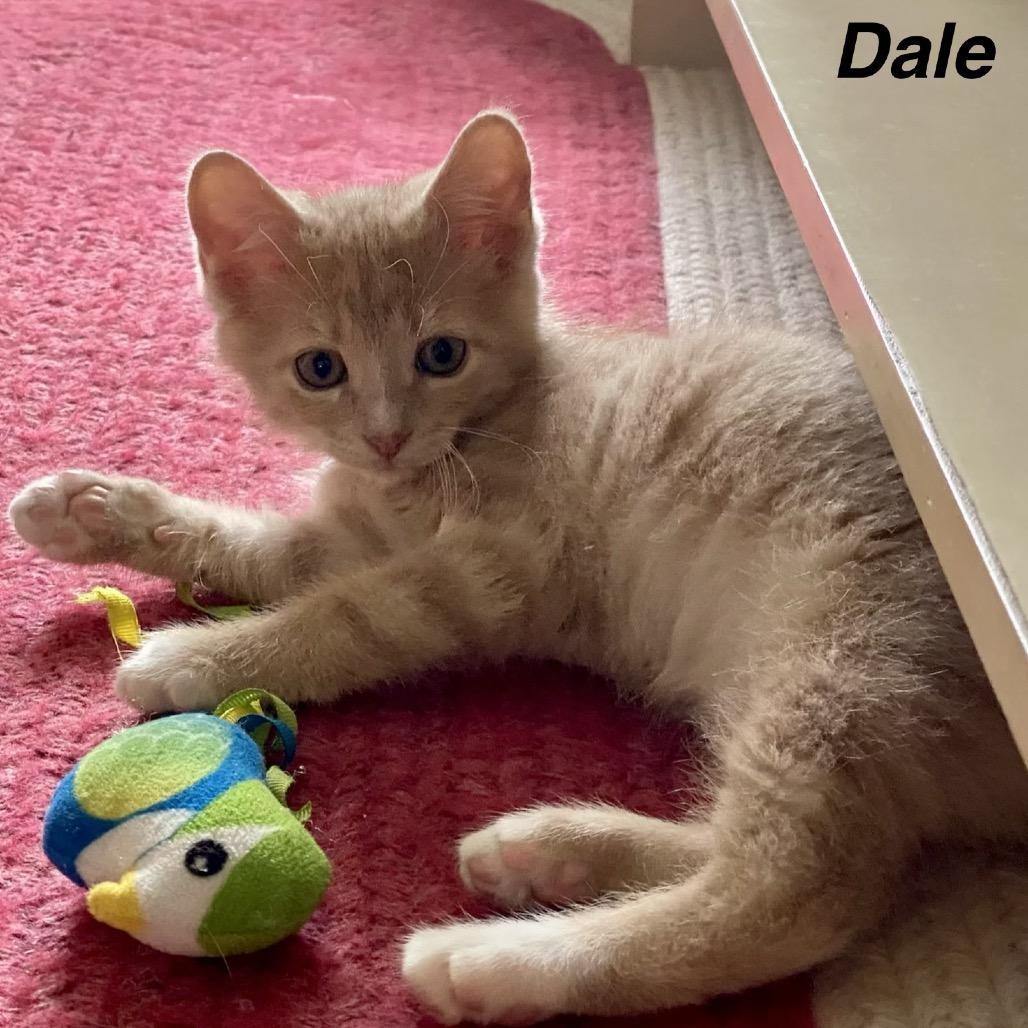 Dale, Adoptable, Kitten Male Domestic Short Hair.