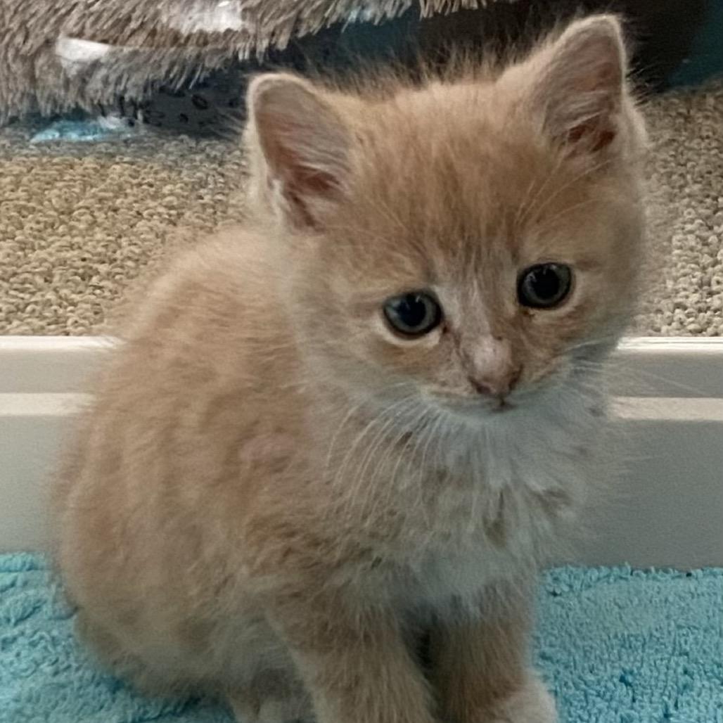 Enlarge Dale, a Adoptable Domestic Short Hair in Greensboro, GA image 2/4