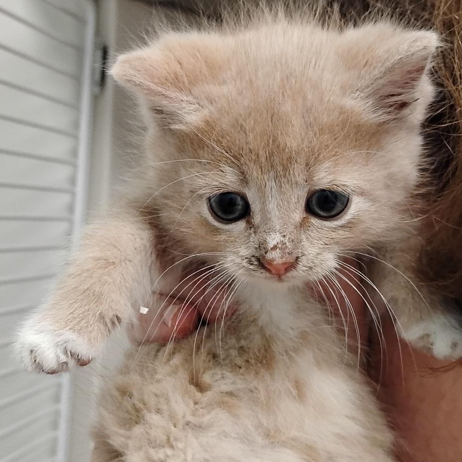 Enlarge Dale, a Adoptable Domestic Short Hair in Greensboro, GA image 3/4