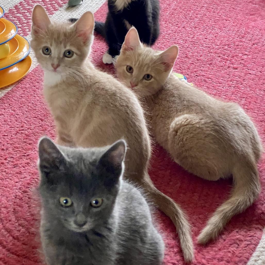 Enlarge Dale, a Adoptable Domestic Short Hair in Greensboro, GA image 4/4