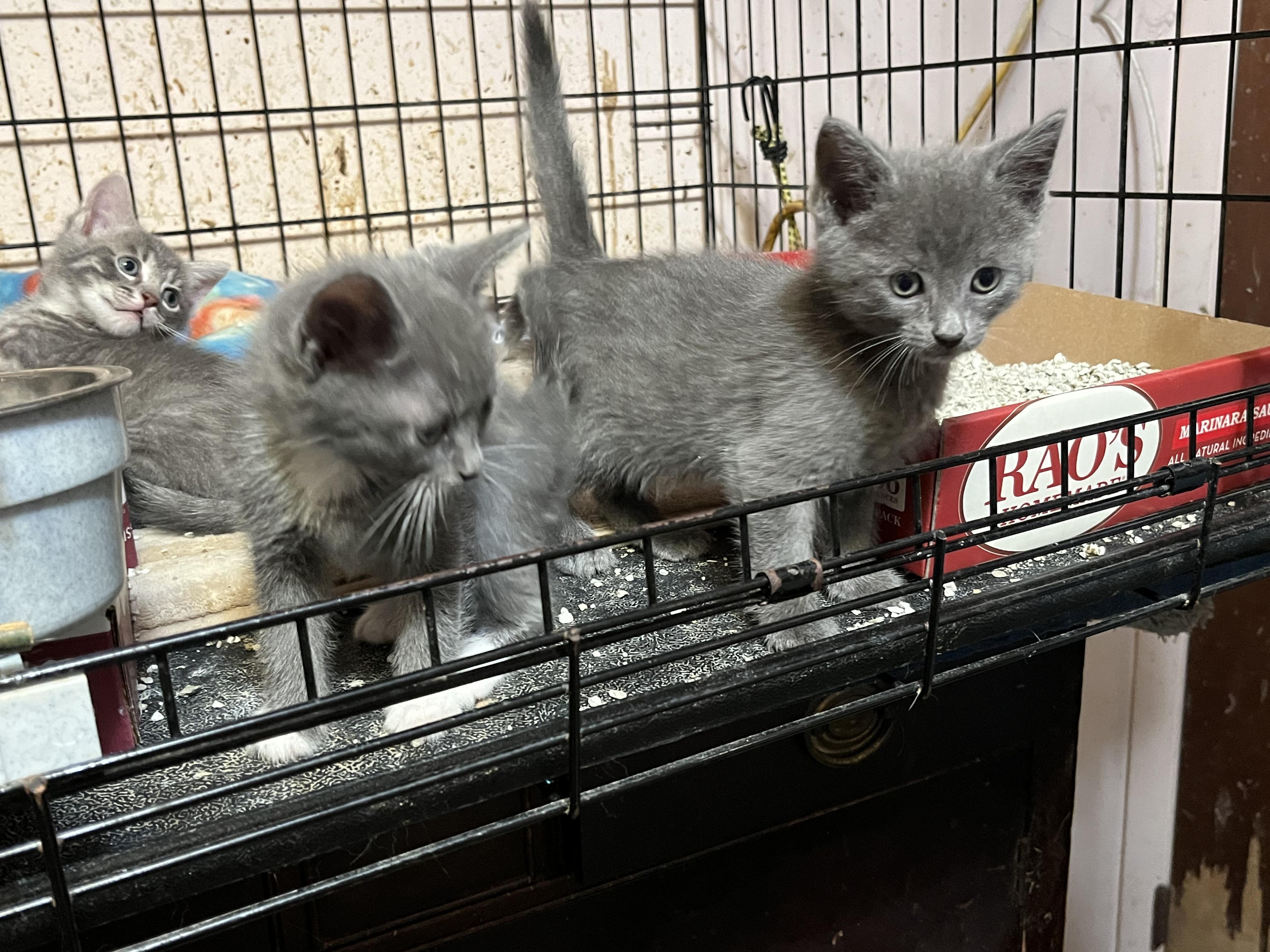 Enlarge Ramona, a hold Dilute Calico in Mount Airy, MD image 1/2