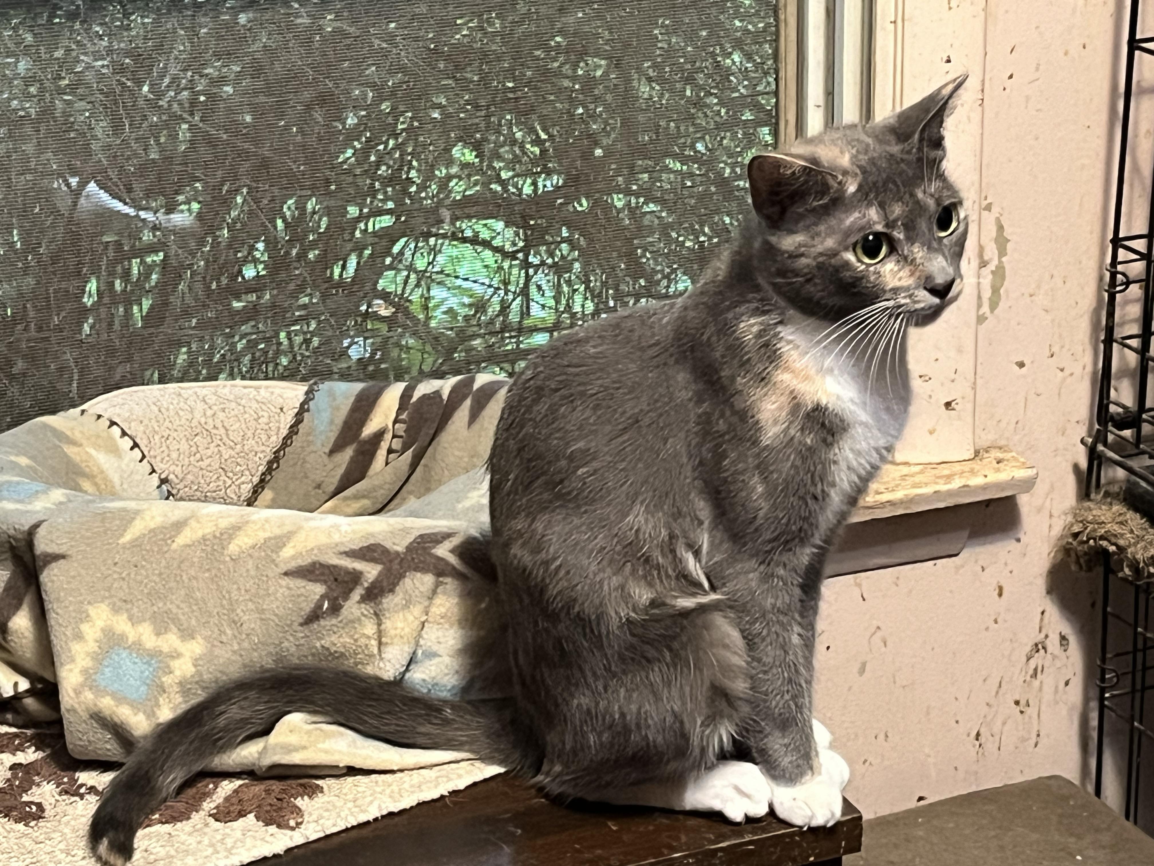 Enlarge Ramona, a hold Dilute Calico in Mount Airy, MD image 2/2