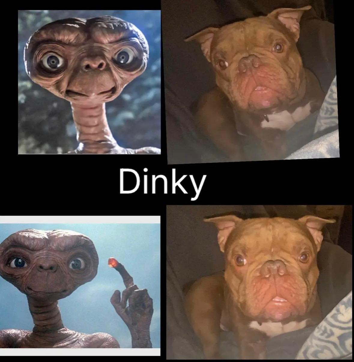 Dinky, a Adoptable mixed breed in Dunn, NC image 4/4