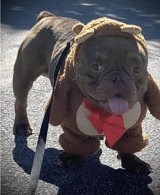 Dinky, a Adoptable mixed breed in Dunn, NC image 2/4