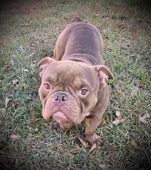 Dinky, Adoptable, Adult Male American Bulldog & French Bulldog.