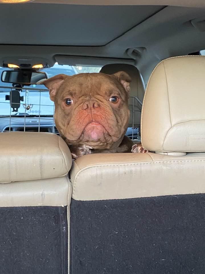 Dinky, a Adoptable mixed breed in Dunn, NC image 3/4