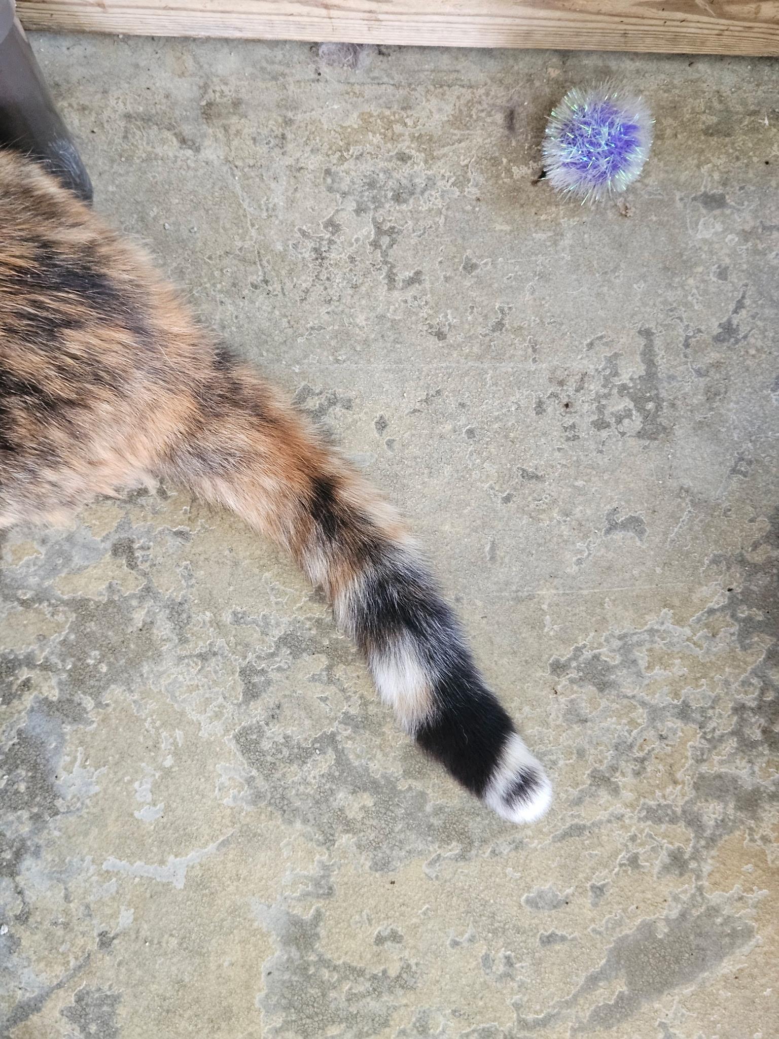 Enlarge Sugar Girl, a Adoptable Calico in Westbrook, CT image 3/4