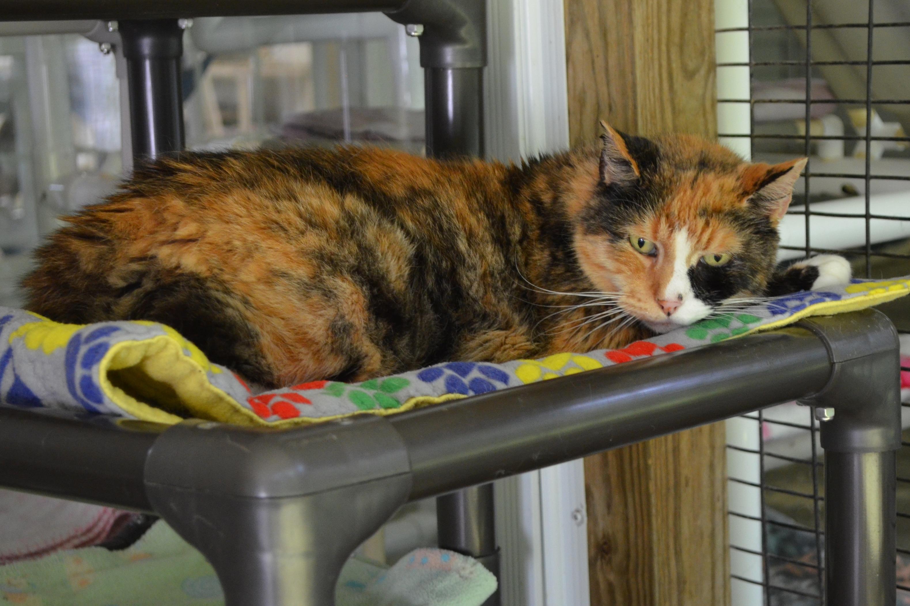 Sugar Girl, Adoptable, Senior Female Calico.