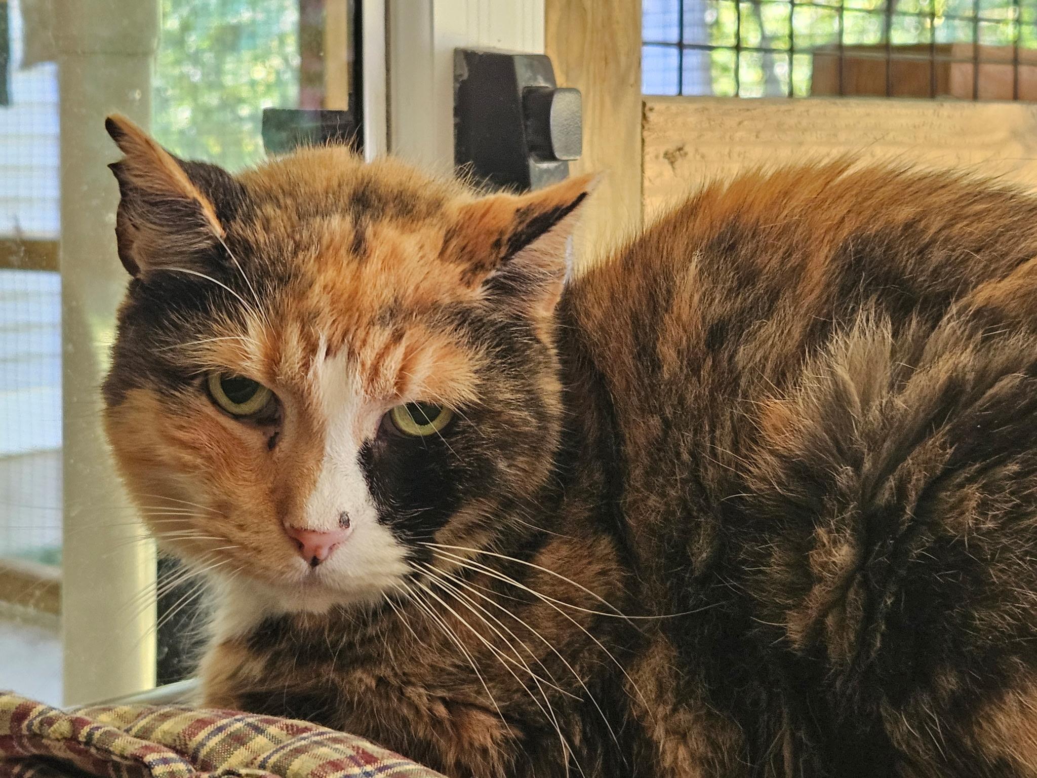 Enlarge Sugar Girl, a Adoptable Calico in Westbrook, CT image 2/4