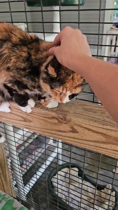 Enlarge Sugar Girl, a Adoptable Calico in Westbrook, CT video 4/4