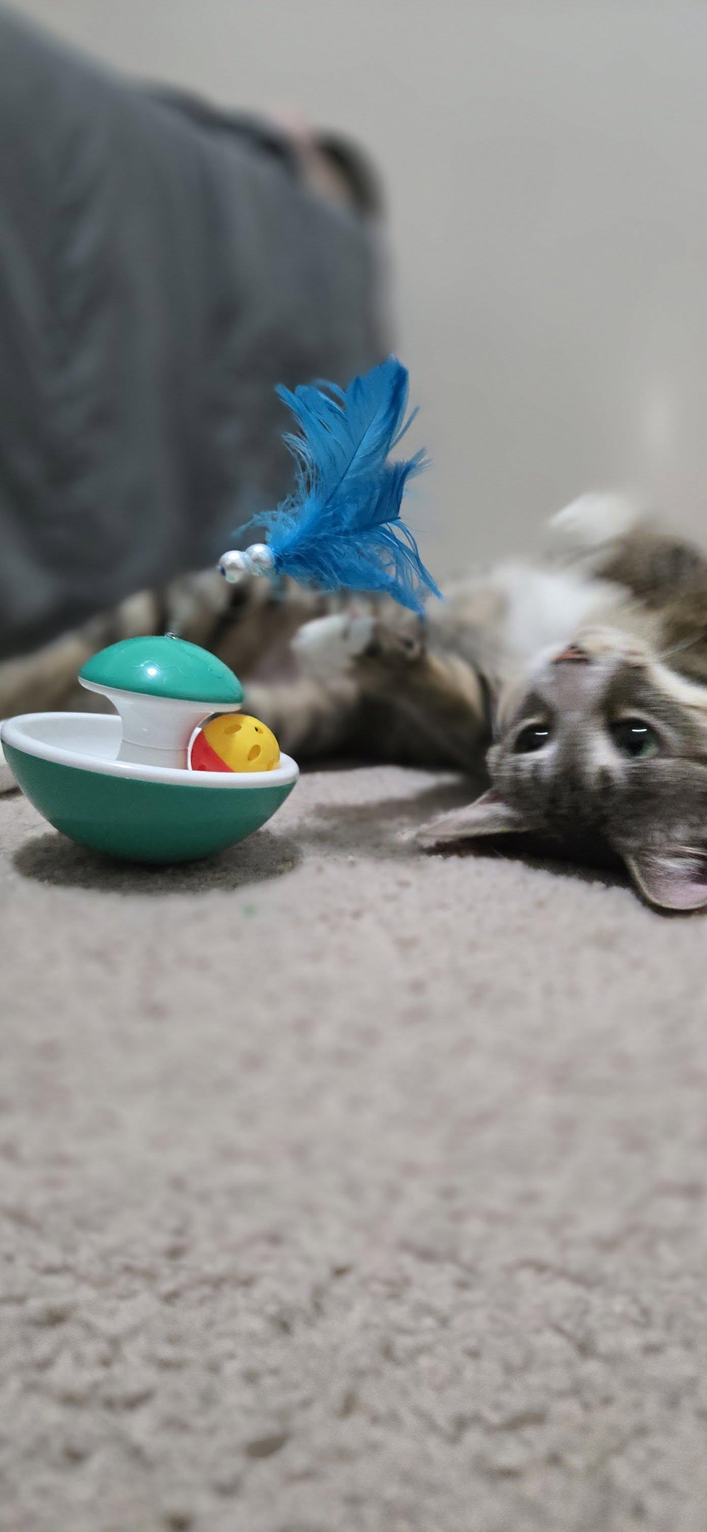 Enlarge Calligraphy, a ADOPTABLE Domestic Short Hair in Calgary, AB image 4/4