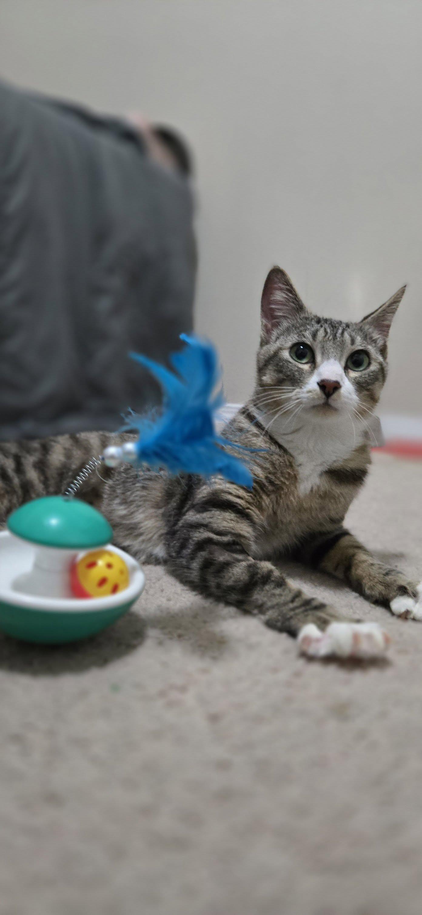 Calligraphy, ADOPTABLE, Young Female Domestic Short Hair.