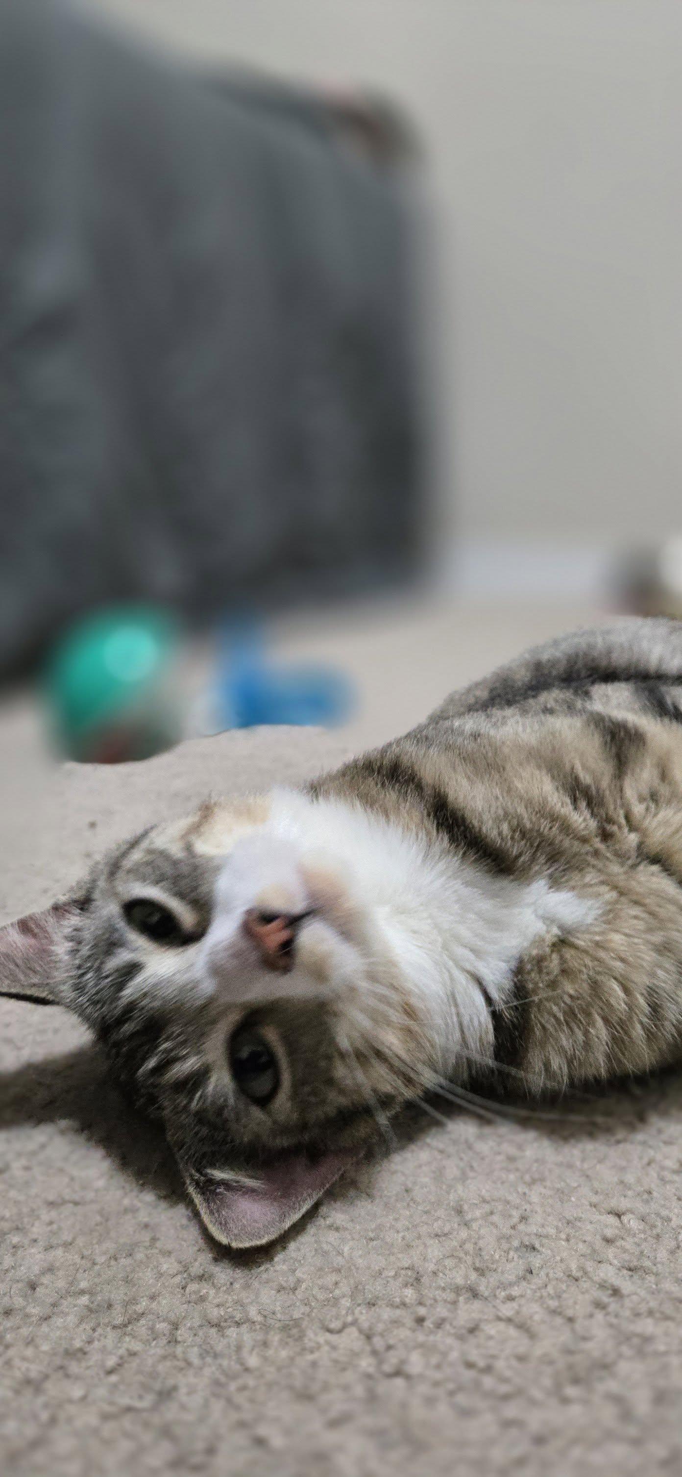 Enlarge Calligraphy, a ADOPTABLE Domestic Short Hair in Calgary, AB image 3/4