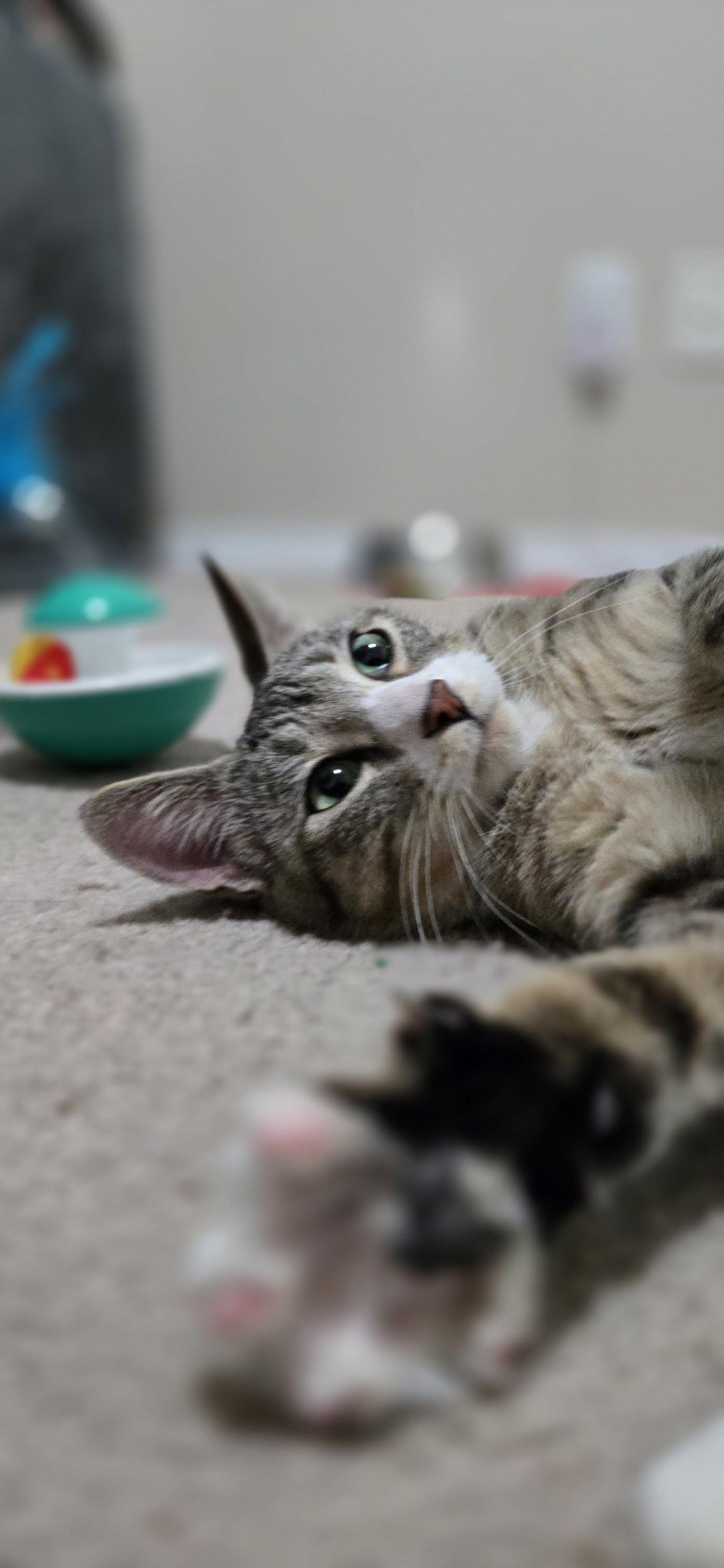 Enlarge Calligraphy, a ADOPTABLE Domestic Short Hair in Calgary, AB image 2/4