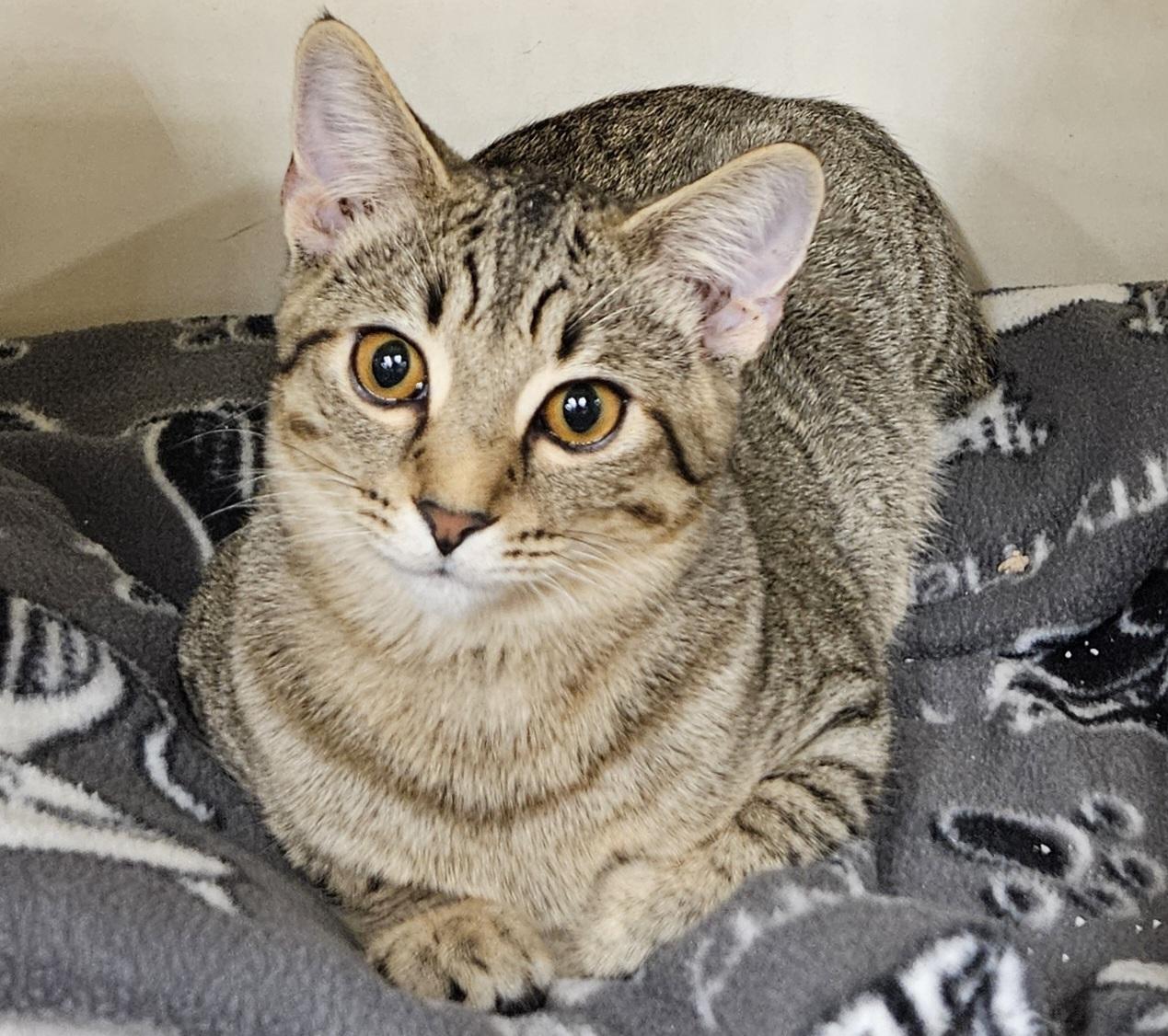 Ernie, an adopted Tabby in Nashville, TN image 2/2