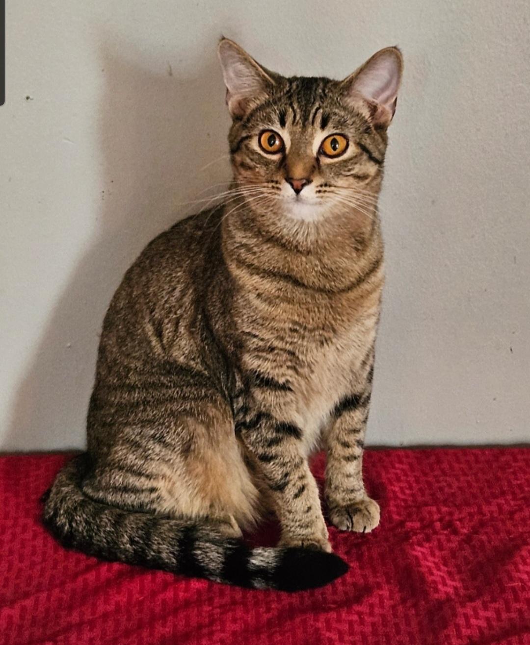 Ernie, adopted, Young Male Tabby.