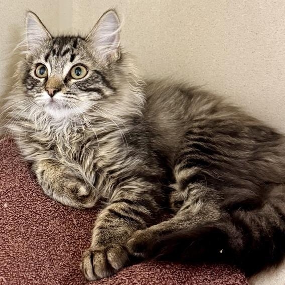 Jewel, Adoptable, Young Female Domestic Medium Hair.