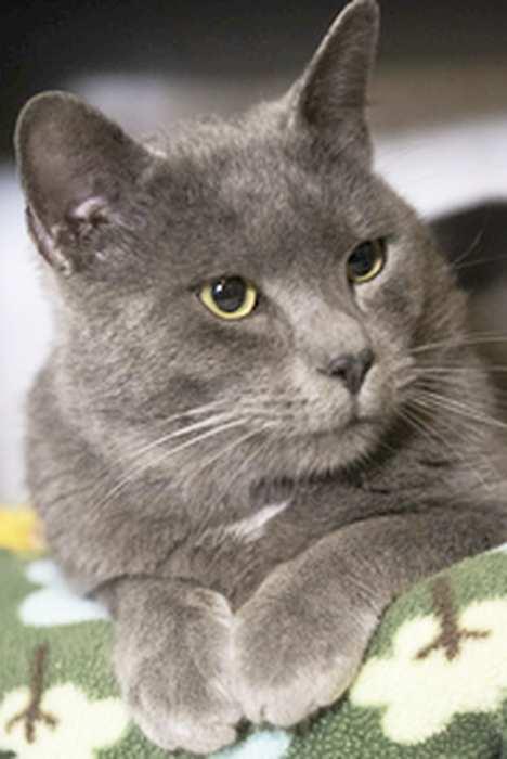 Enlarge SMOKEY, a ADOPTABLE mixed breed in Sequim, WA image 2/5