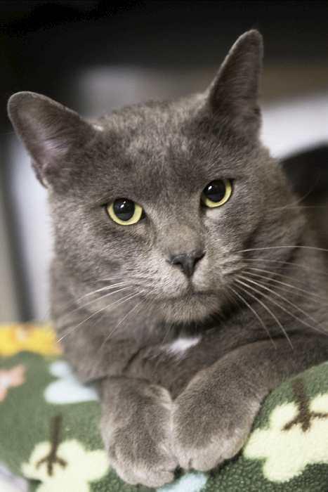 SMOKEY — thumbnail 2