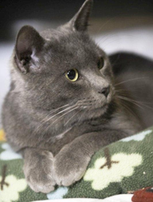 SMOKEY — thumbnail 3