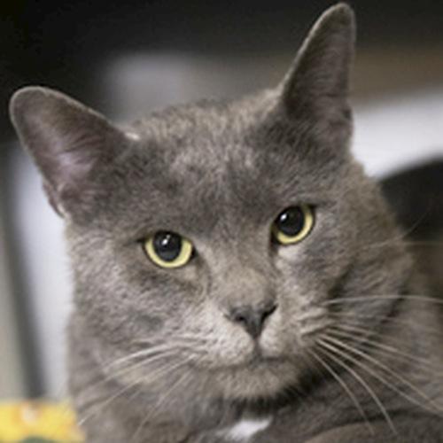 Enlarge SMOKEY, a ADOPTABLE mixed breed in Sequim, WA image 1/5