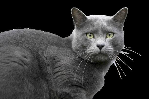 Enlarge SMOKEY, a ADOPTABLE mixed breed in Sequim, WA image 3/5