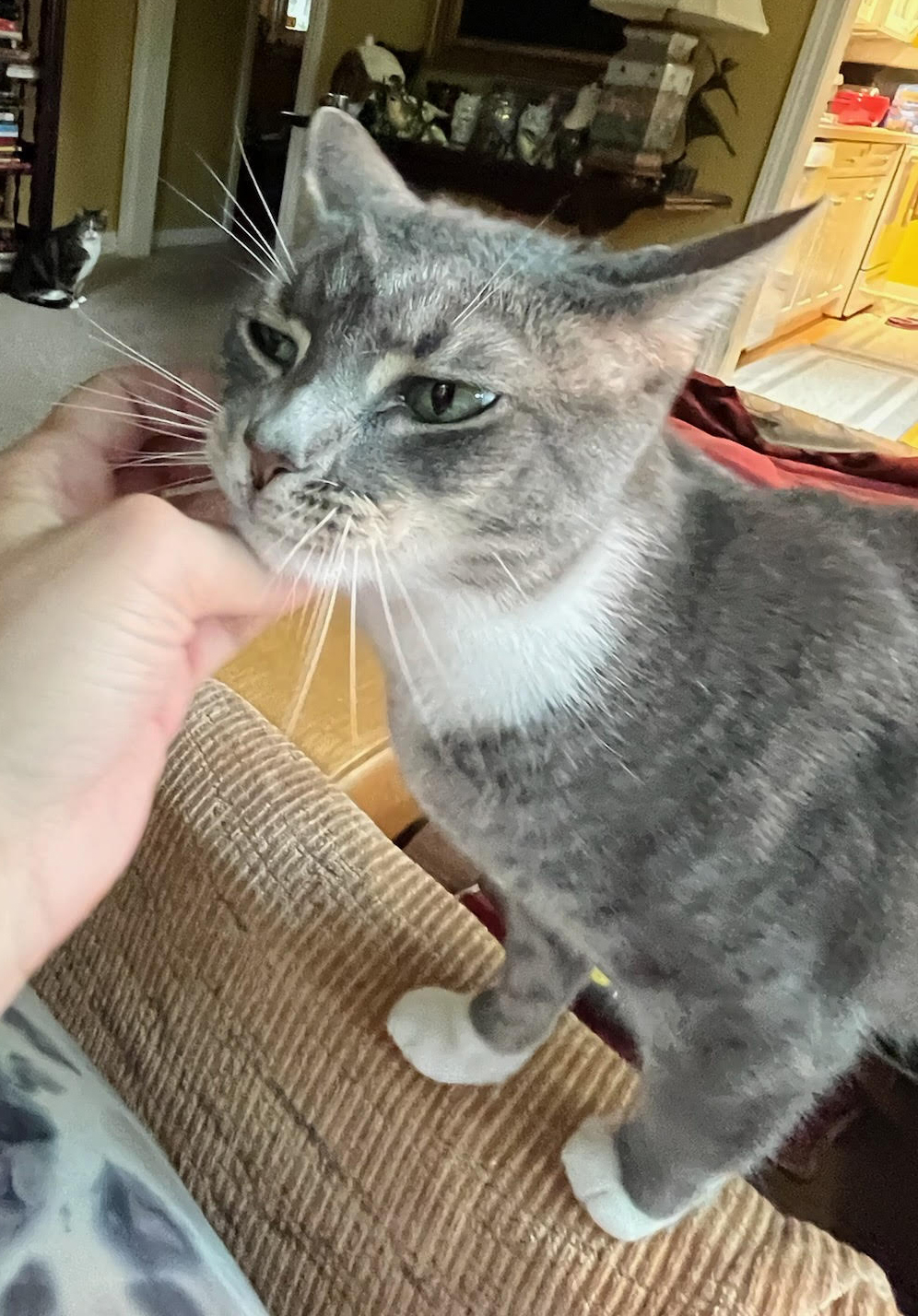 Cat for adoption Dorian and Akira BONDED LAP CUTIES THERAPY SWEET