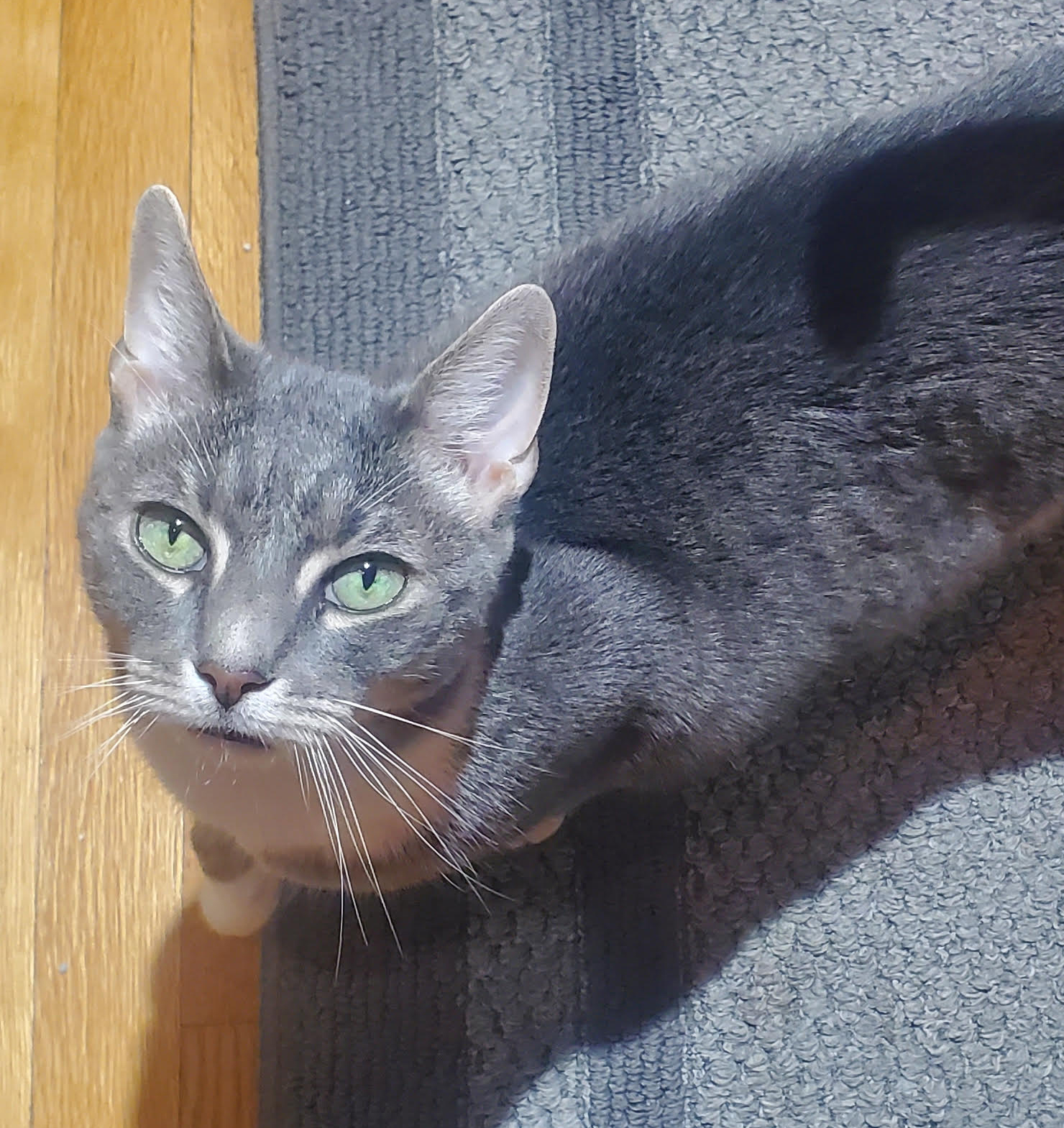 Cat for adoption Dorian and Akira BONDED LAP CUTIES THERAPY SWEET