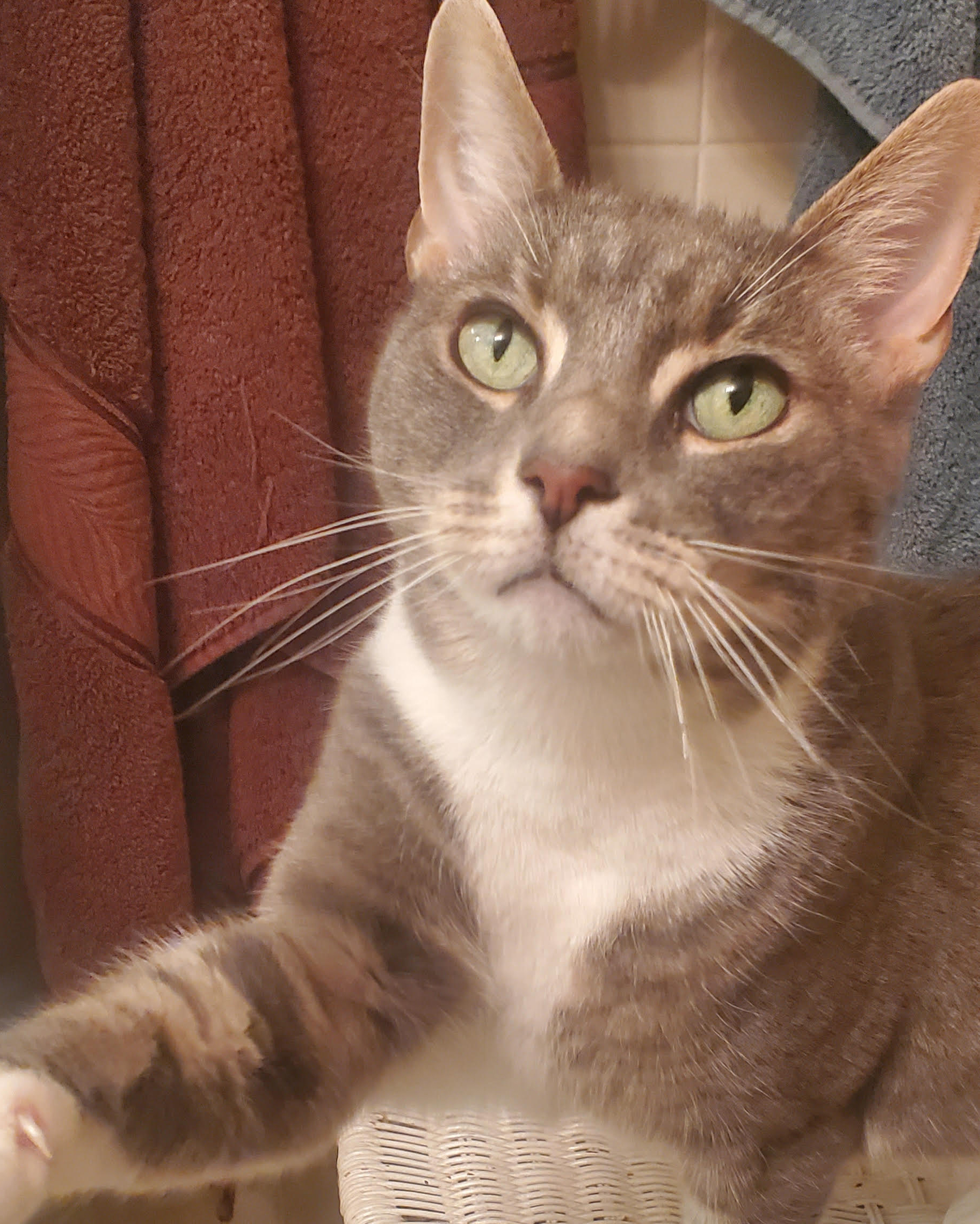 Cat for adoption Dorian and Akira BONDED LAP CUTIES THERAPY SWEET