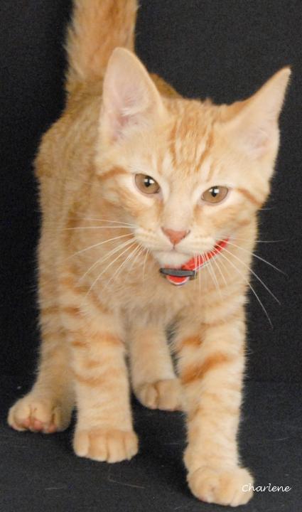 Park Ranger, adopted, Young Male Tabby.