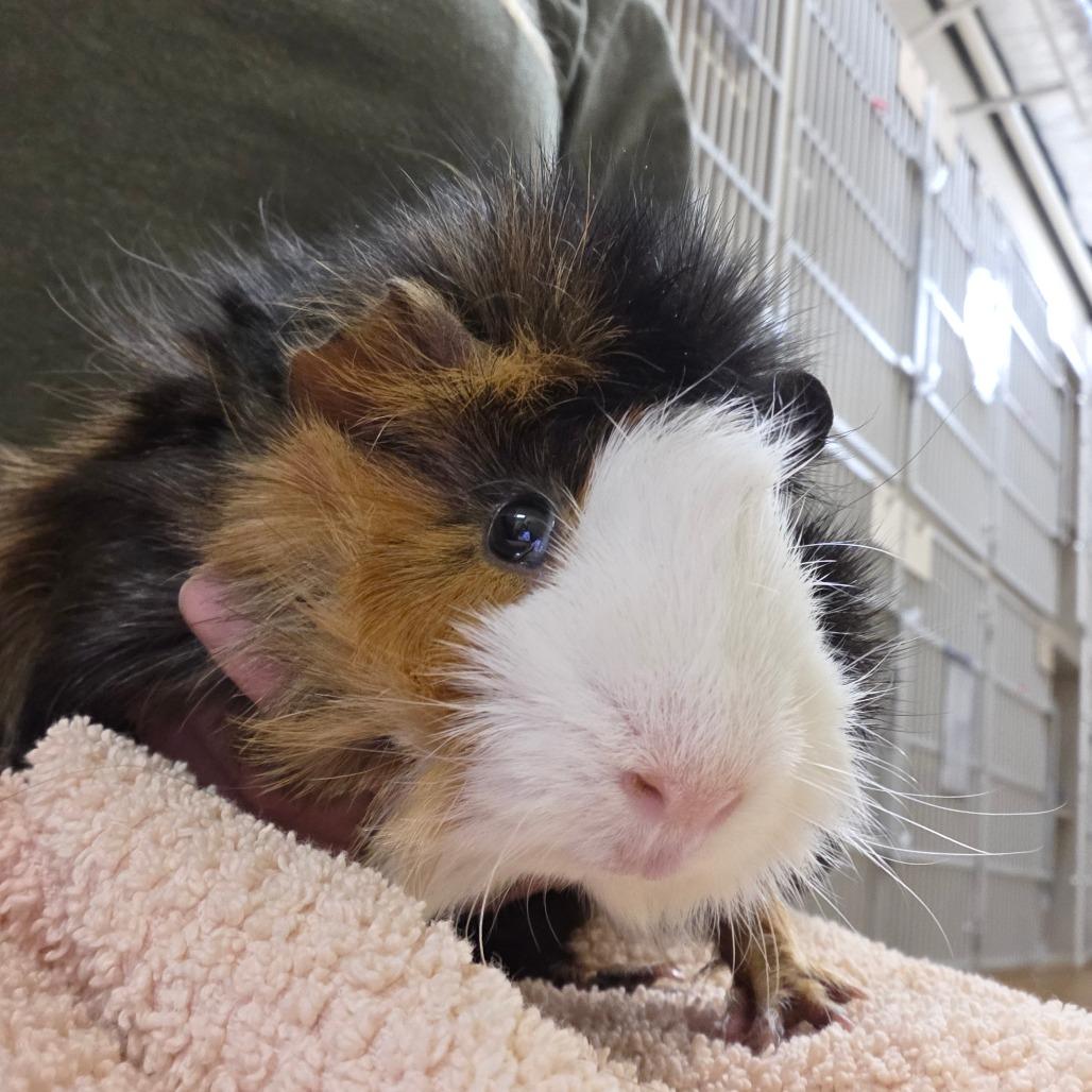 Leighum, Adoptable, Baby Male Guinea Pig.