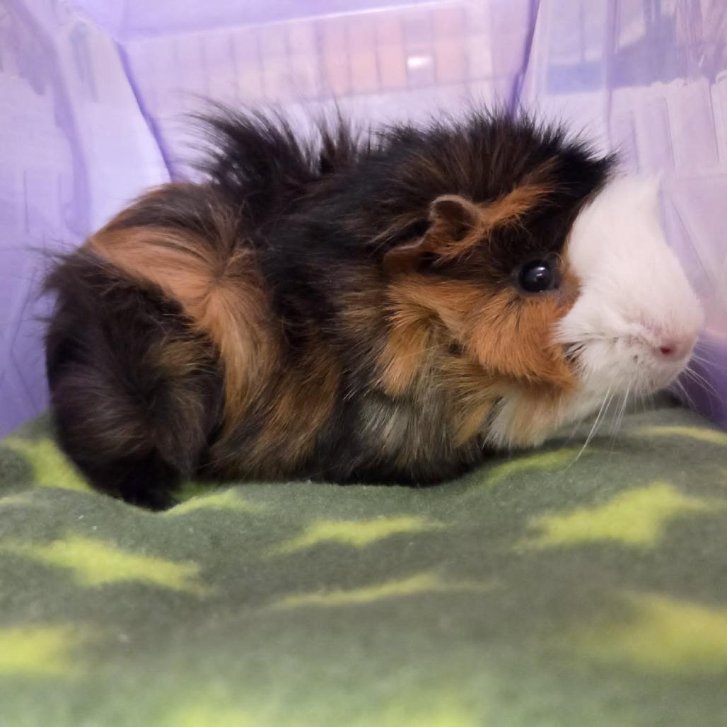 Enlarge Leighum, a Adoptable Guinea Pig in Ballston Spa, NY image 2/5